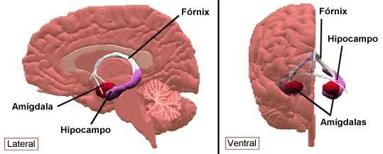 Amígdala e Hipocampo