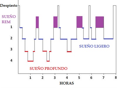 Capítulos del sueño