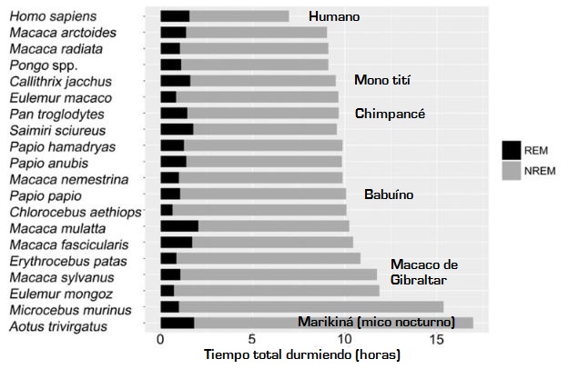 El sueño de algunos primates