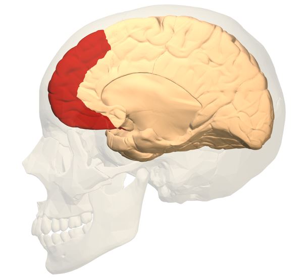 Córtex prefrontal