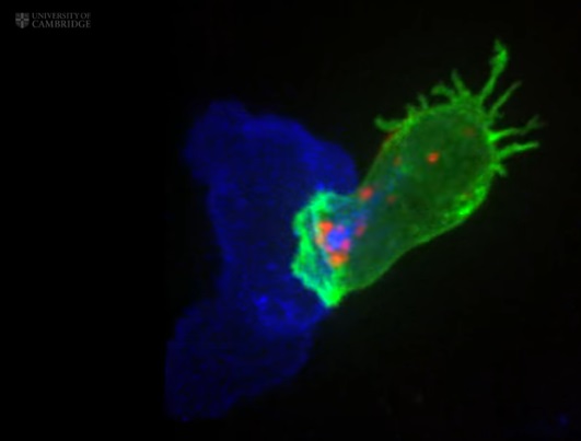 Linfocito atacando célula cancerosa