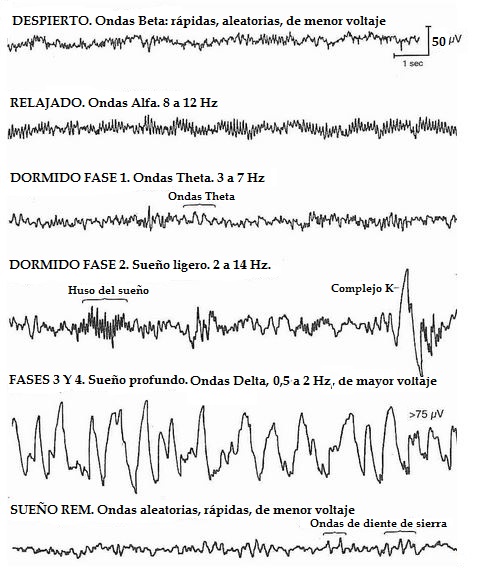 Ondas cerebrales