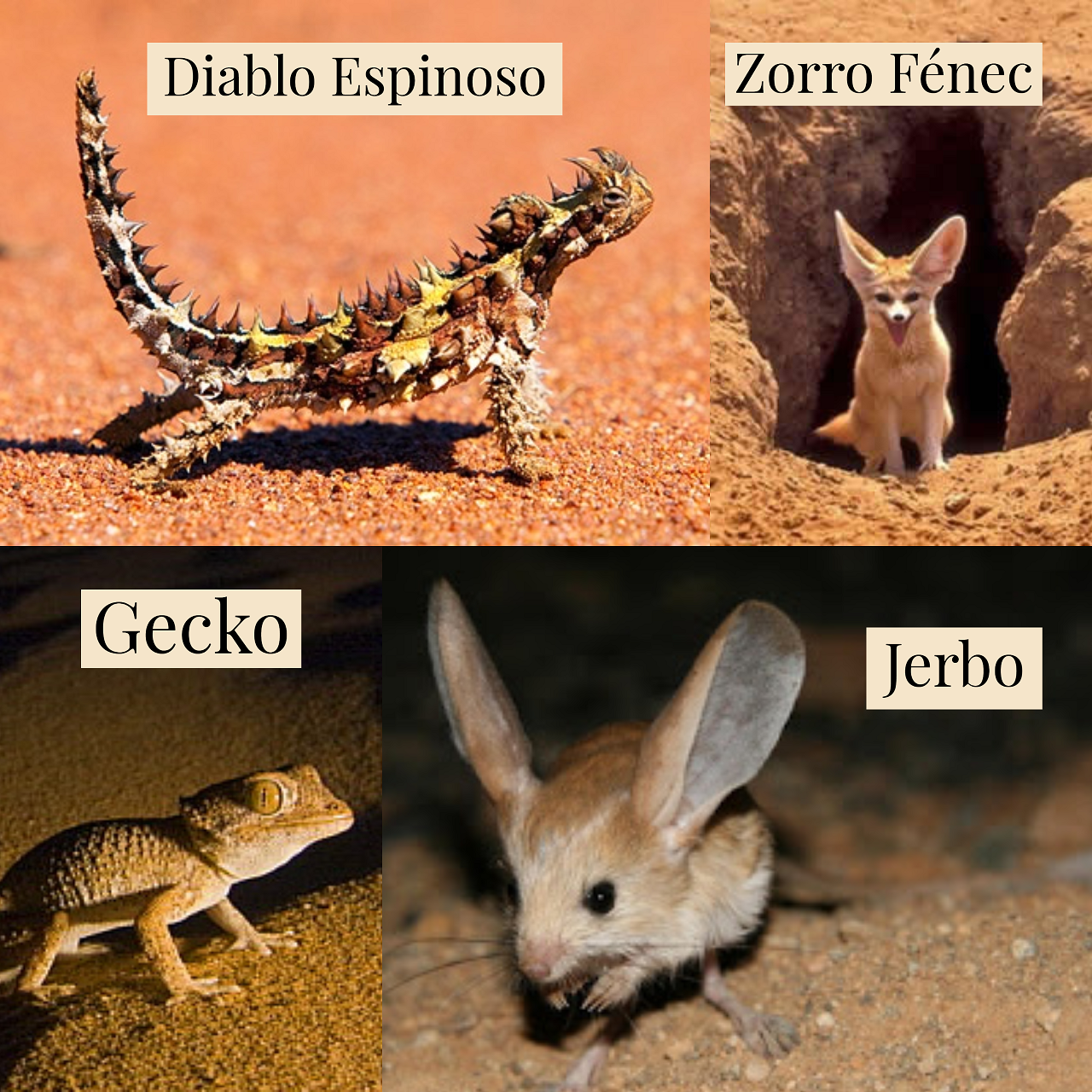 Animales del desierto