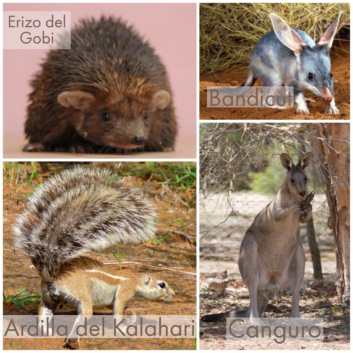 Animales del desierto