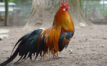 Gallo Bankiva