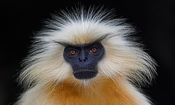 mono Langur dorado