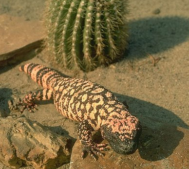Monstruo de Gila