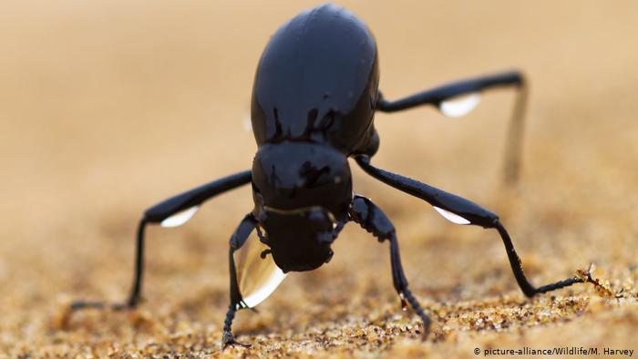 Escarabajo del Namib