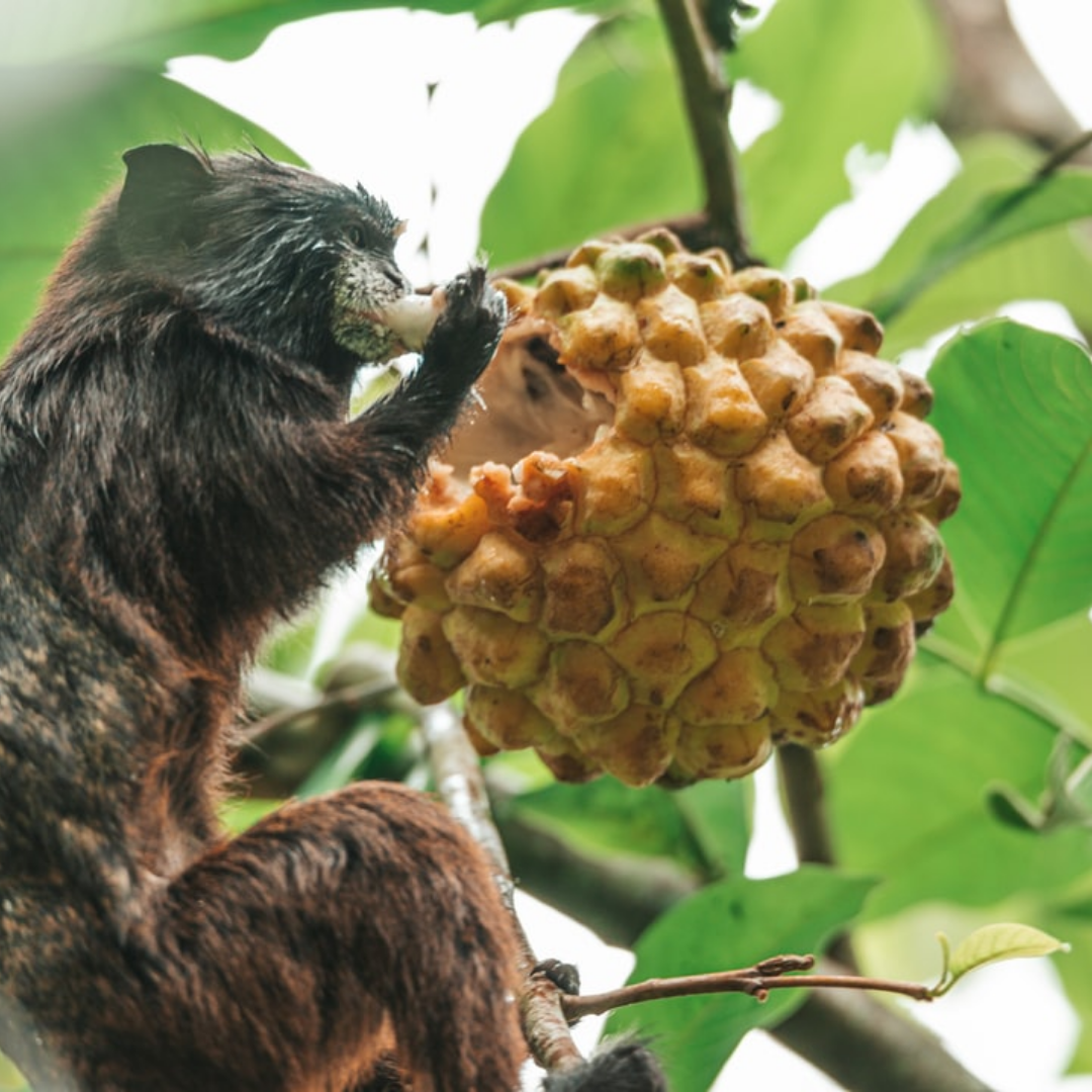 mono comiendo fruta