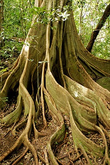 Raices triangulares