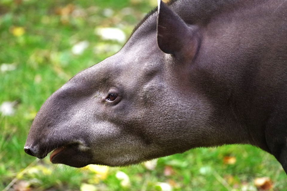 tapir