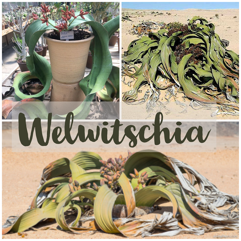 Welwitschia del Namib