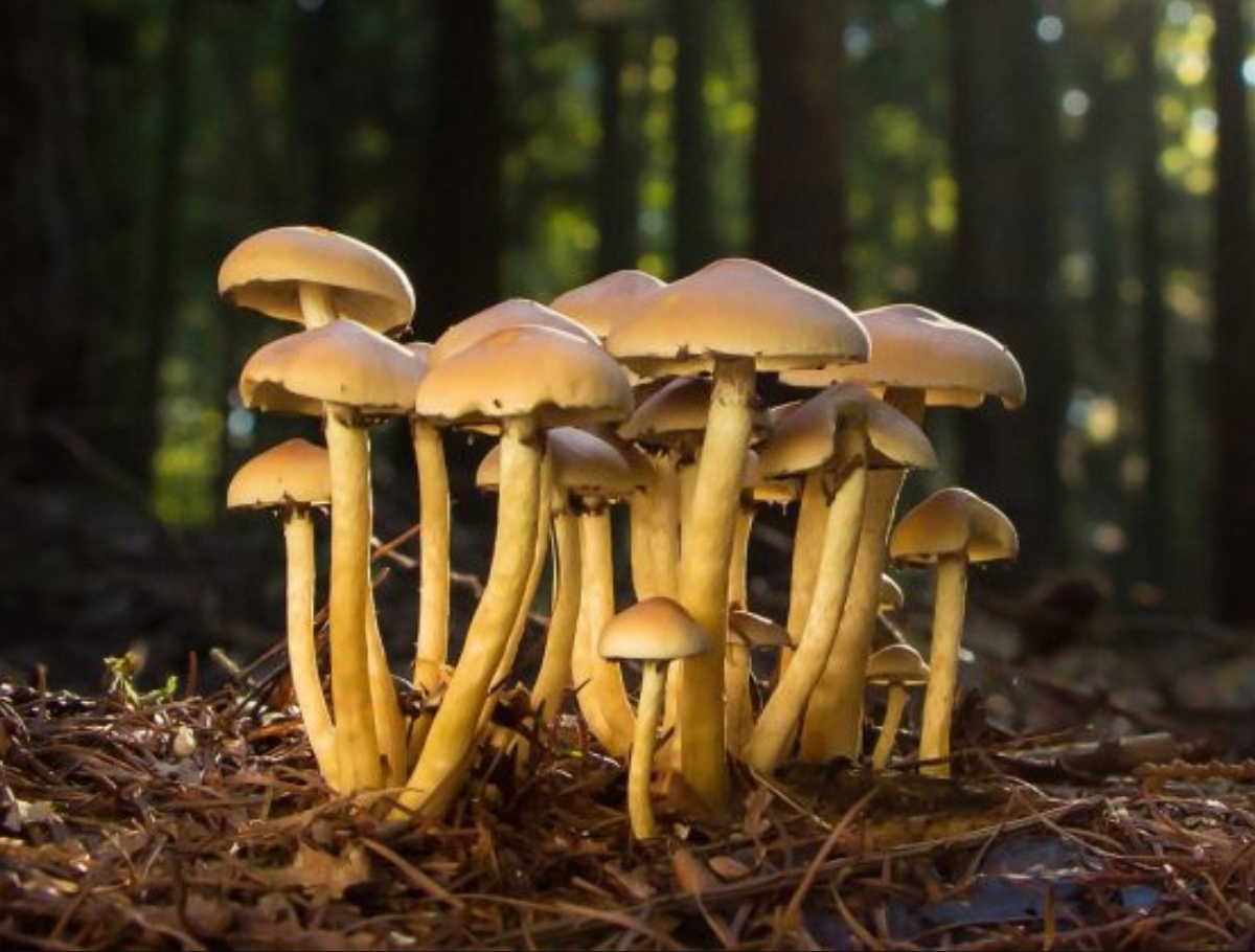 Psilocybe