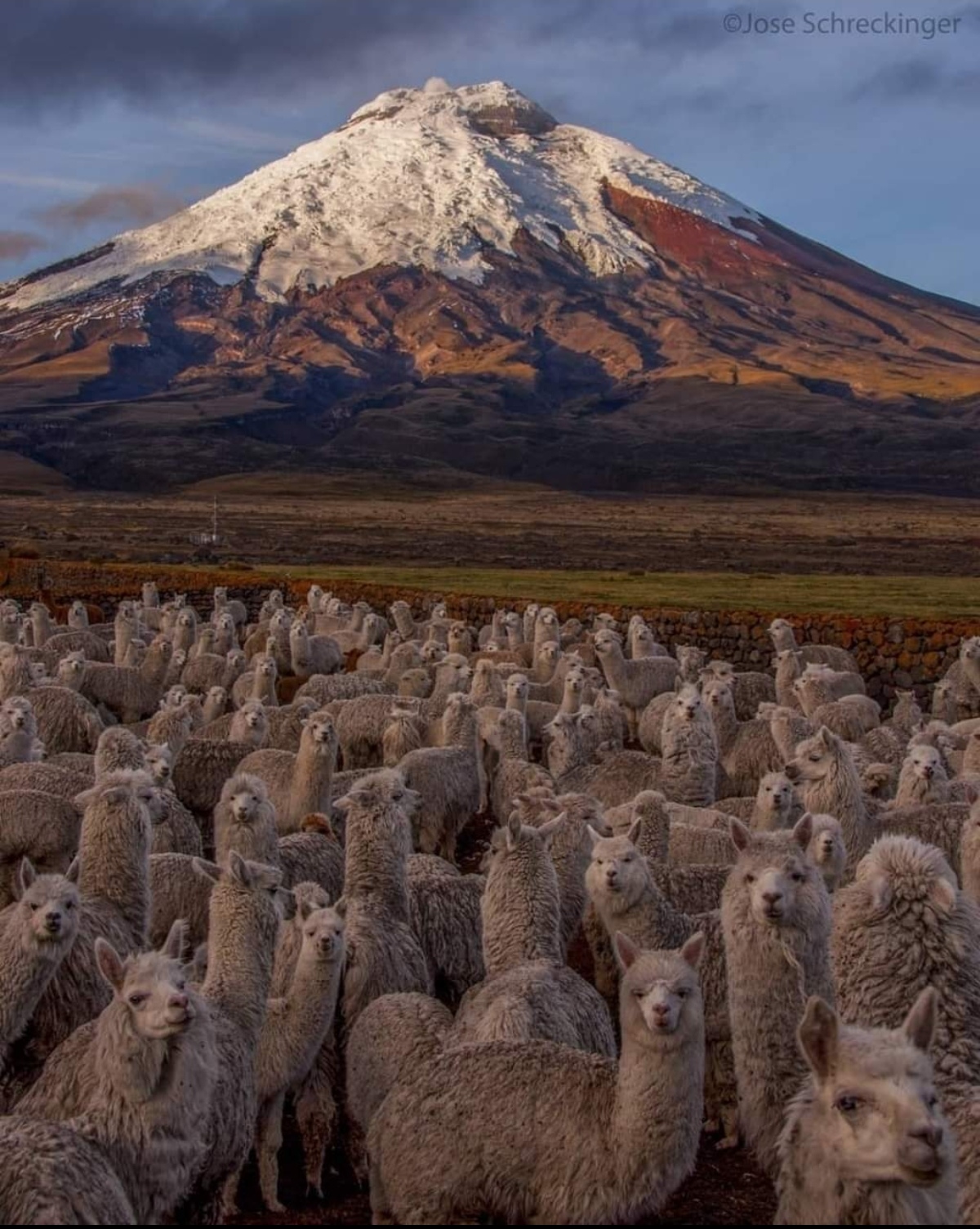 Rebaño de alpacas