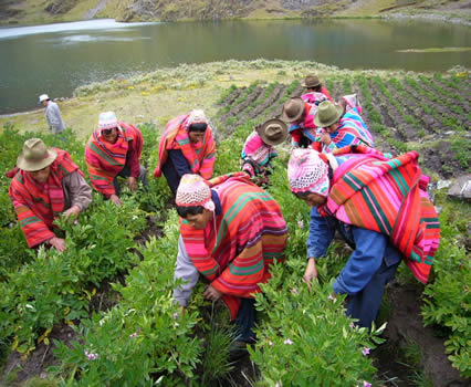 Campesinos quechua