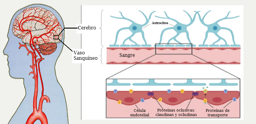 La barrera hematoencefálica