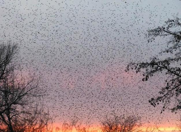 Migración de petirrojos