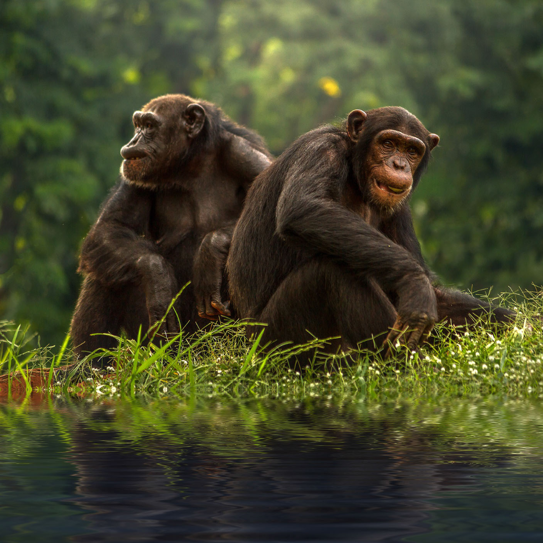 Chimpances