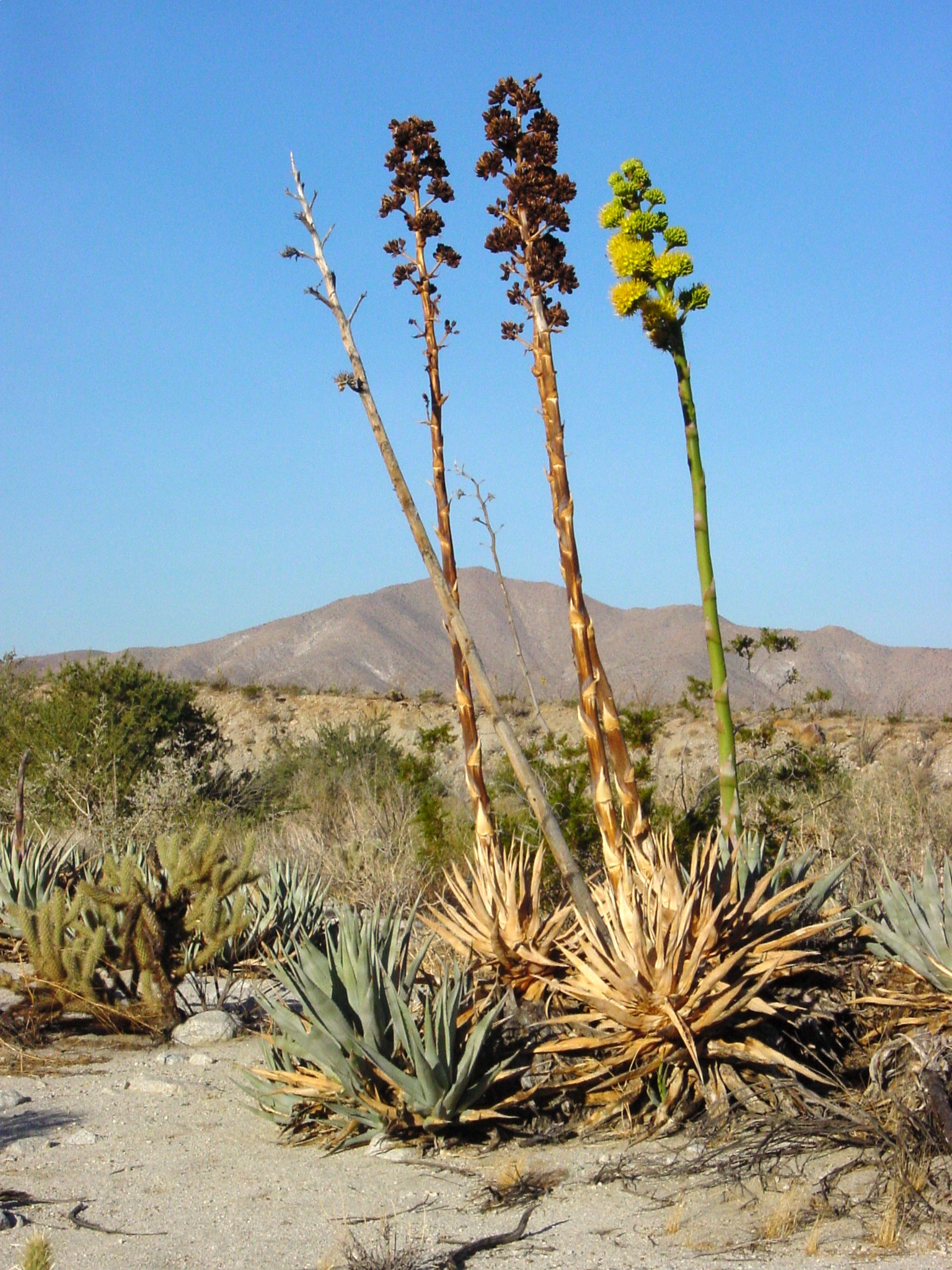 Agave en flor