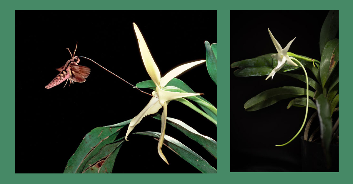 La orquídea y su polinizador