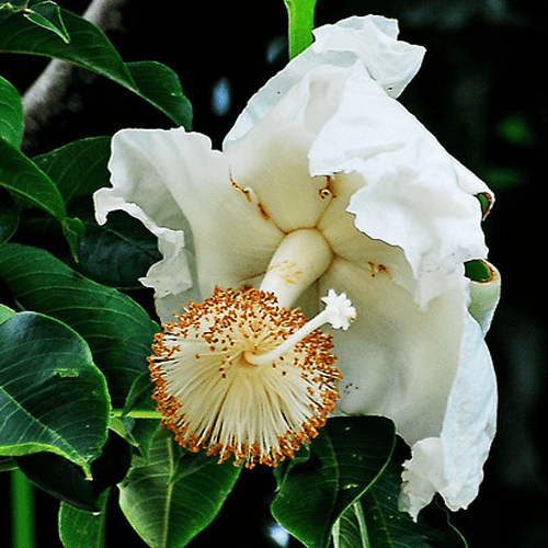 Flor del baobab