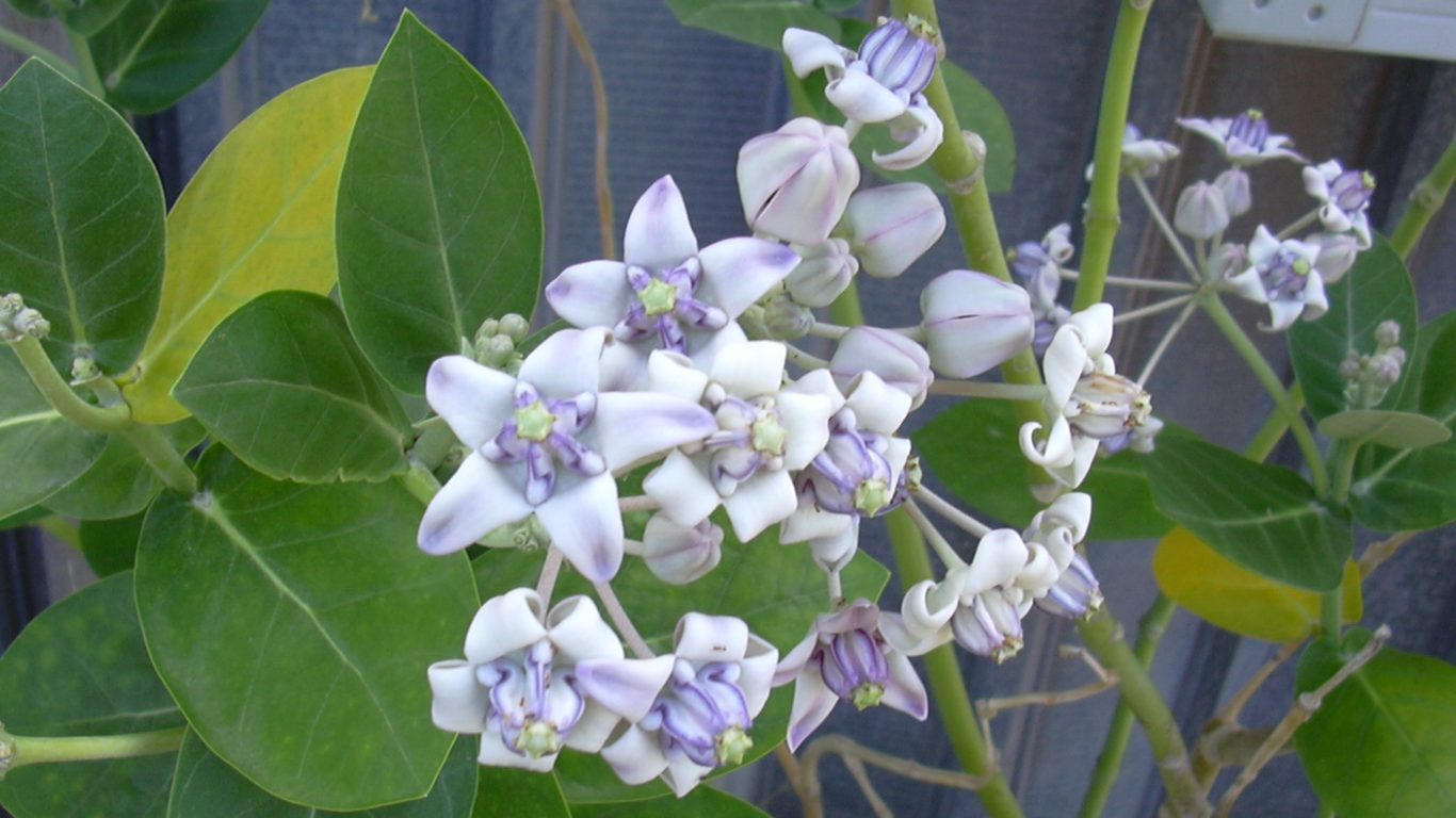 Calotropis gigantea