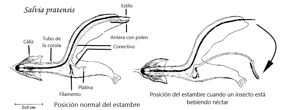 Un mecanismo de las flores