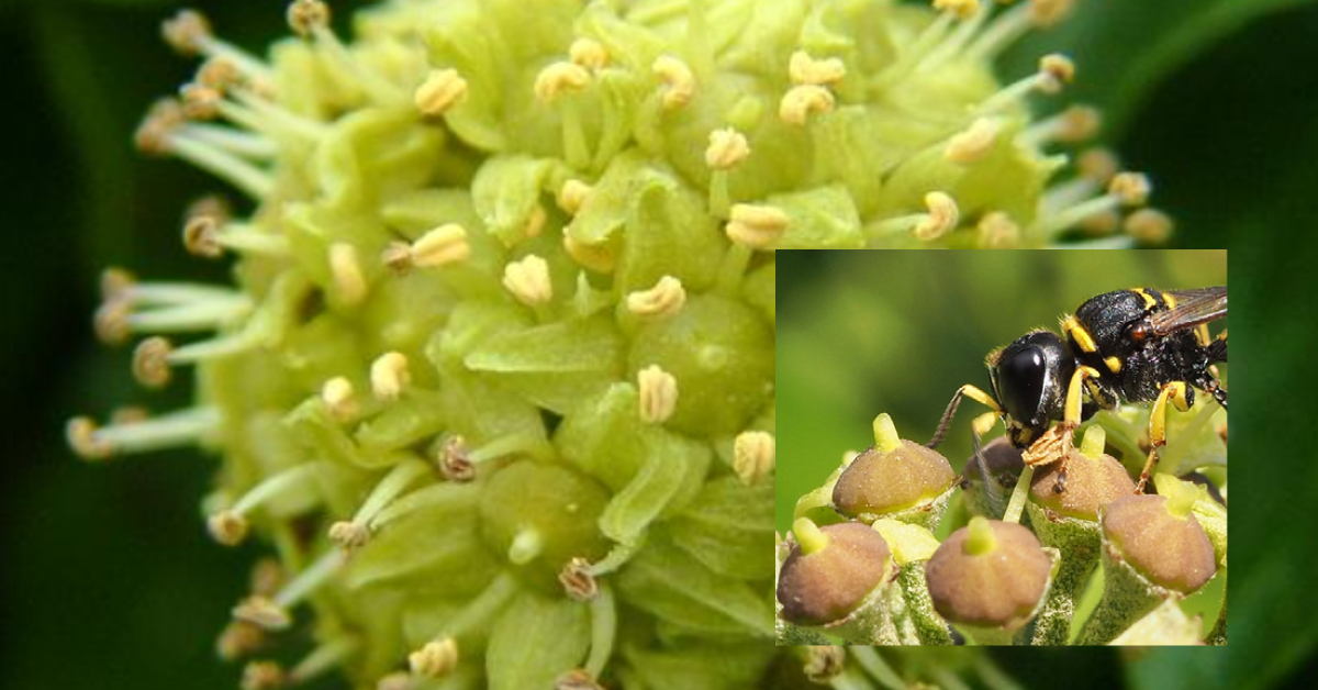 Flor de la hiedra