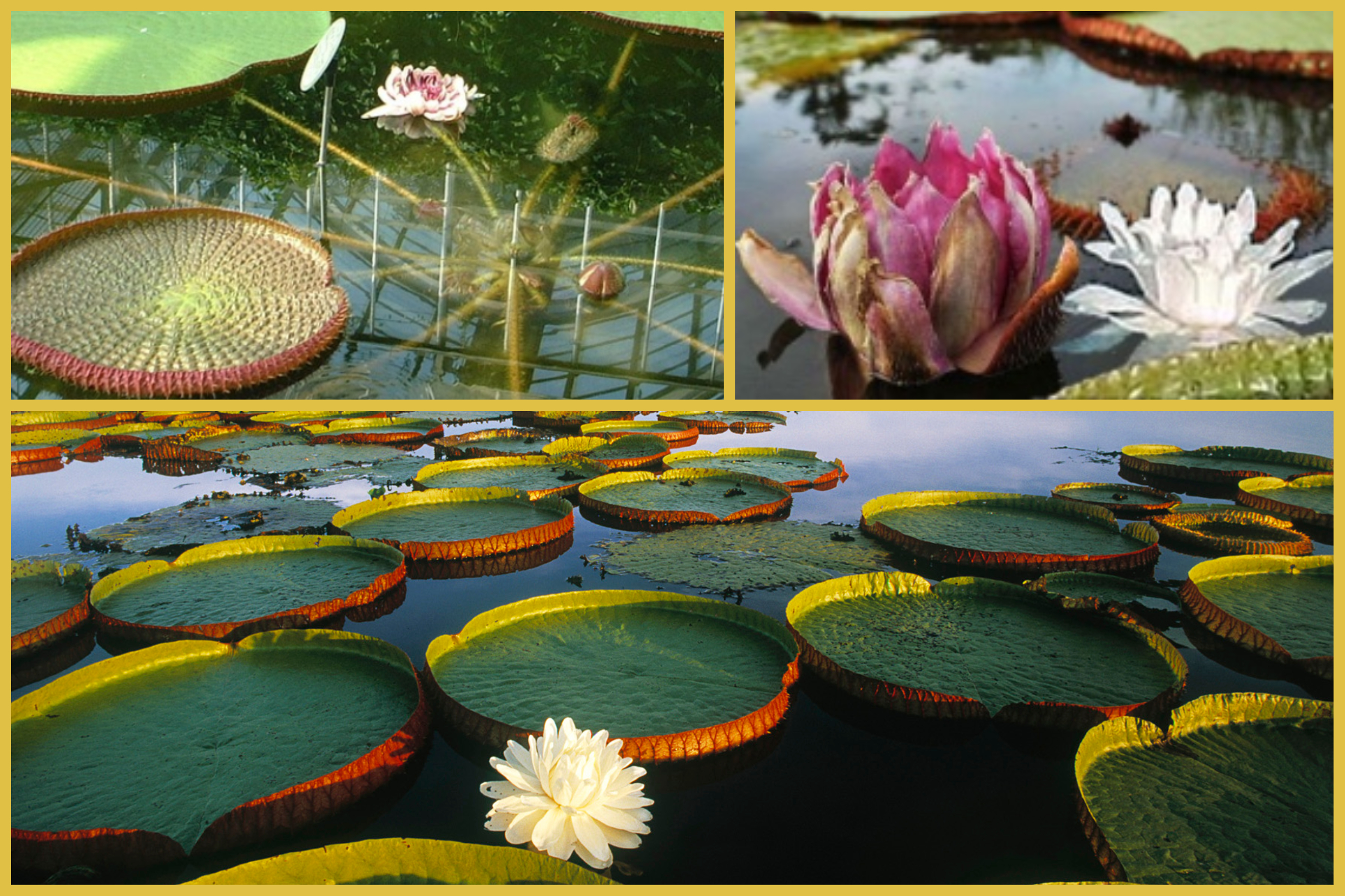 Victoria regia