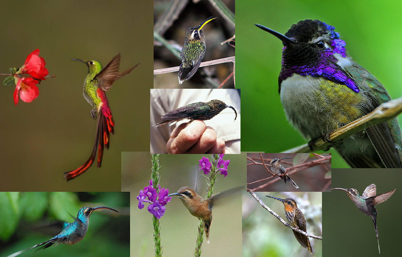 Colibríes