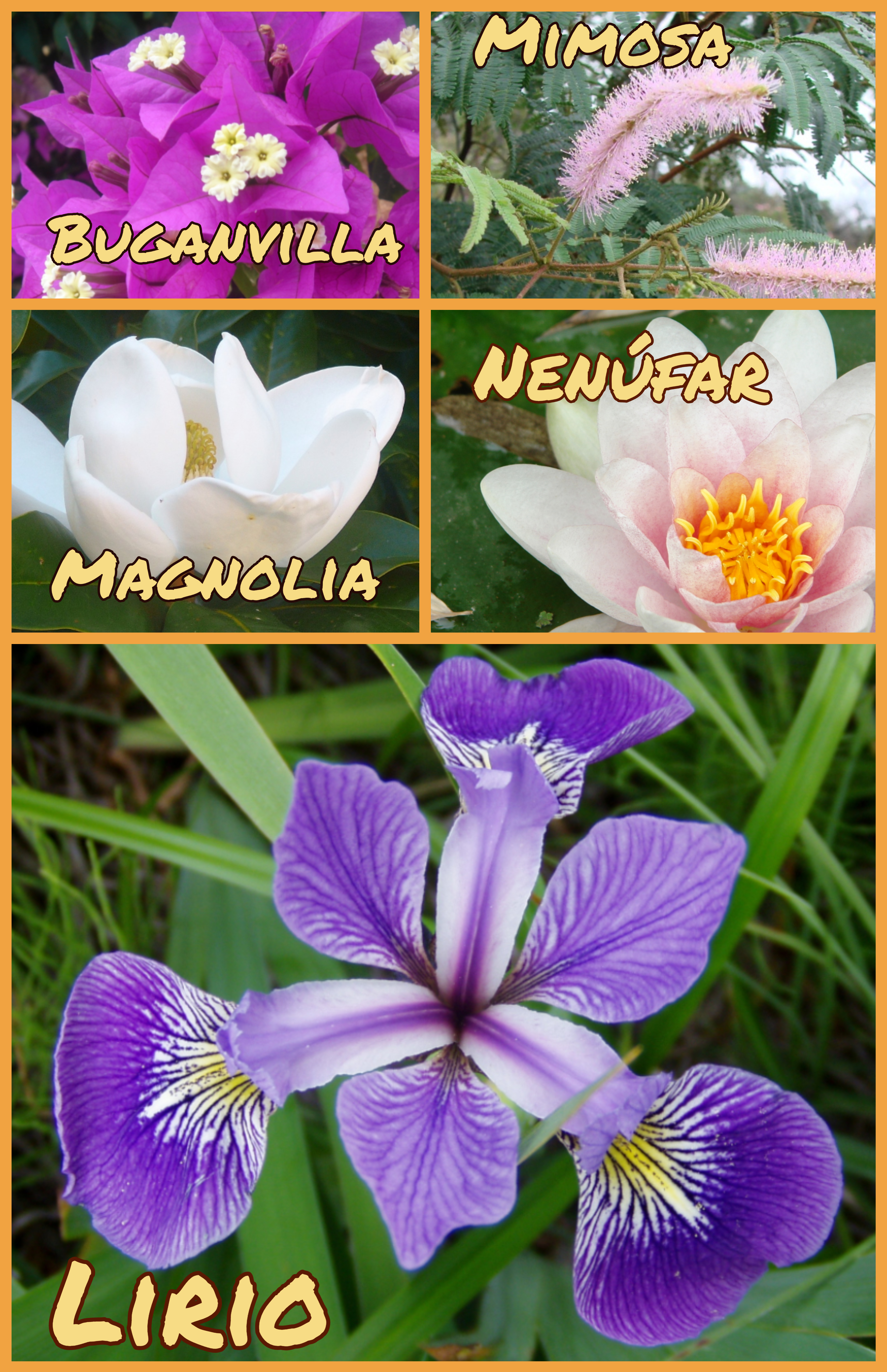 Flores