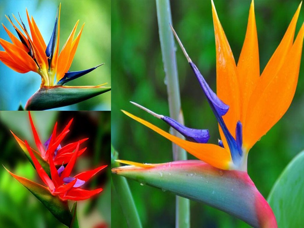 Strelitzias