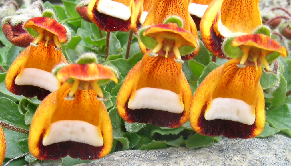 Zapatito de la virgen